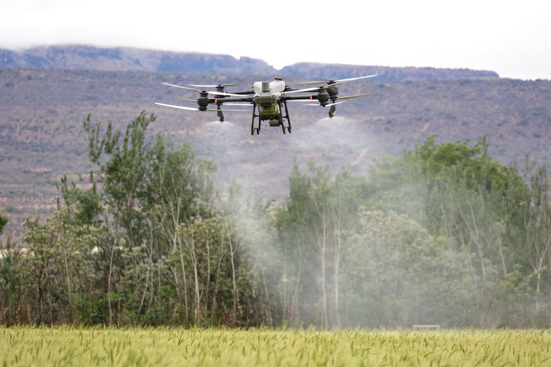 Agricultural drone spraying a fine mist along a row of trees beside a crop field