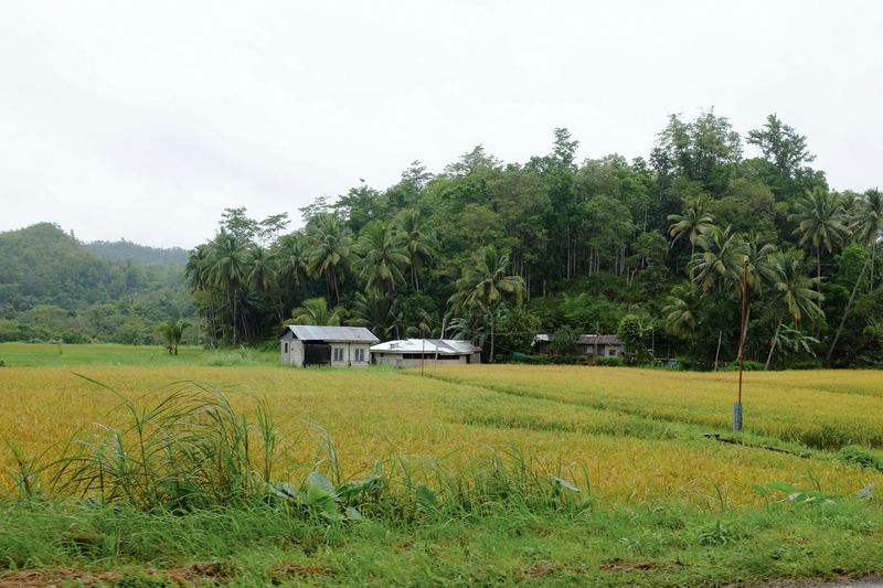 Rice field with small farm houses and trees in the distance